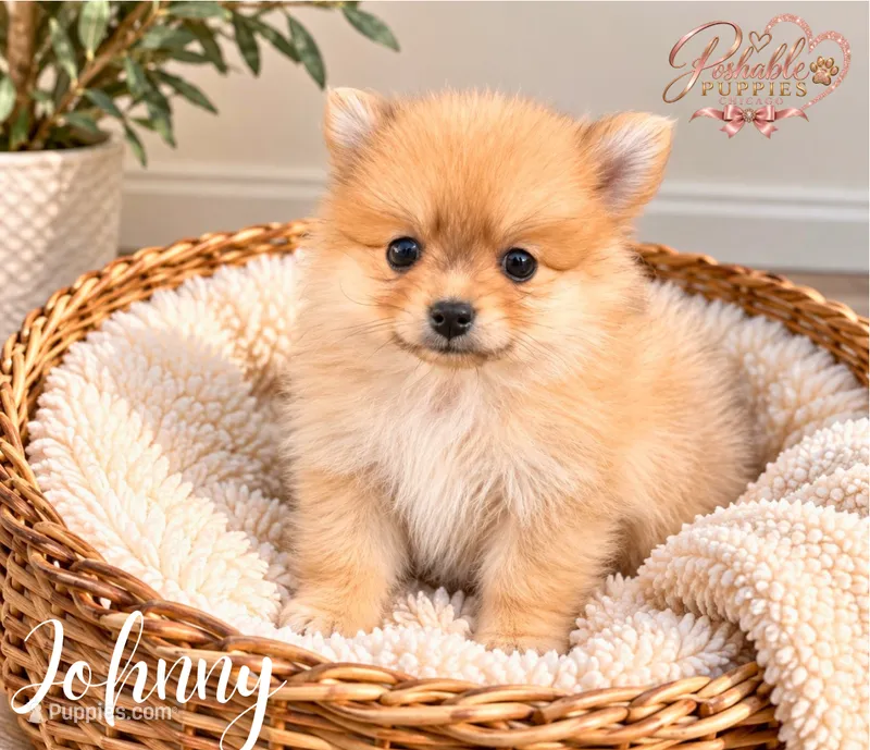 Johnny – Pomeranian puppy for sale in Addison, IL