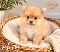 Johnny, a female Pomeranian for sale in Addison, IL – 1 of 1