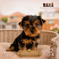 Bruno, a male Yorkshire Terrier for sale in Addison, IL – 1 of 1