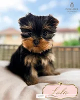 AKC lola, a female Yorkshire Terrier for sale in Addison, IL – 1 of 1
