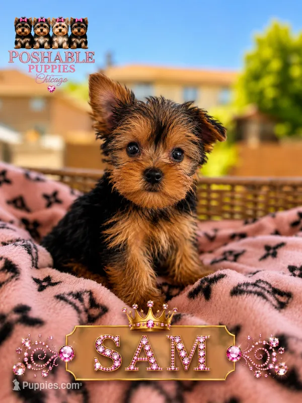 Sam – Yorkshire Terrier puppy for sale in Addison, IL
