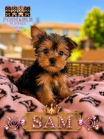 Sam, a male Yorkshire Terrier for sale in Addison, IL – 1 of 1