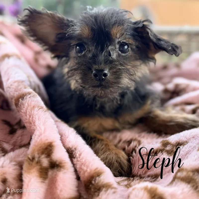 Steph – Yorkipoo puppy for sale in Addison, IL