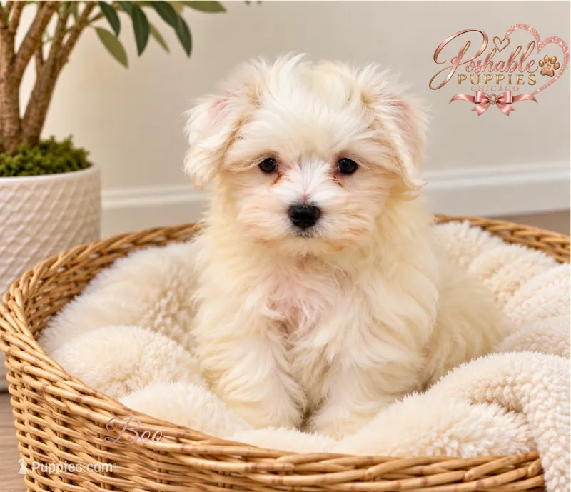 Boo – Maltese puppy for sale in Addison, IL