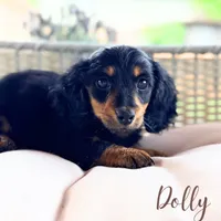 AKC Dolly, a female Miniature Dachshund for sale in Addison, IL – 4 of 4