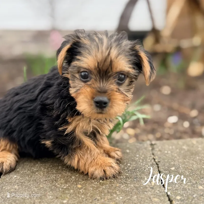 Jasper – Yorkshire Terrier puppy for sale in Addison, IL