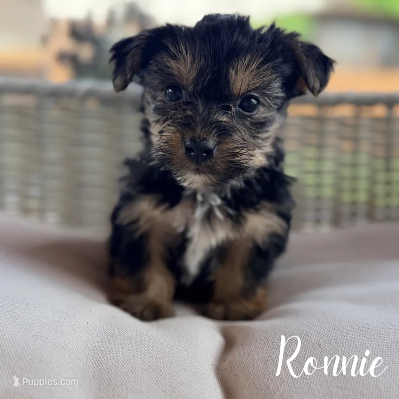 Ronnie – Yorkshire Terrier puppy for sale in Addison, IL