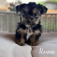 Ronnie, a male Yorkshire Terrier for sale in Addison, IL – 1 of 1