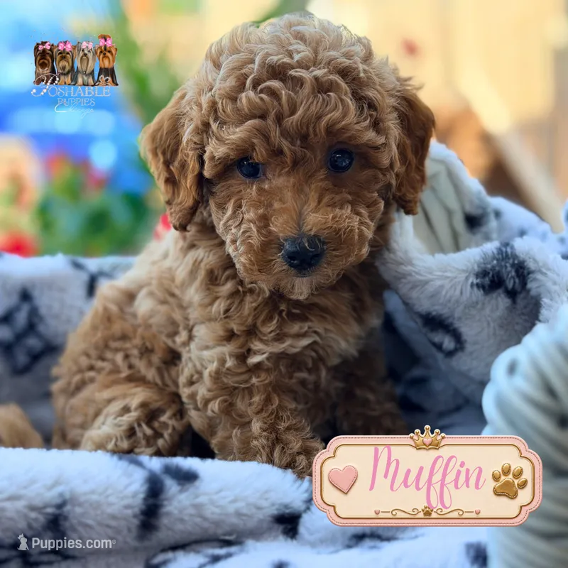 Muffin – Miniature Goldendoodle puppy for sale in Addison, IL