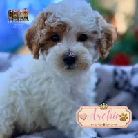 Archie, a male Miniature Goldendoodle for sale in Addison, IL – 1 of 1