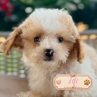 Fifi, a female Cavapoo for sale in Addison, IL – 1 of 1