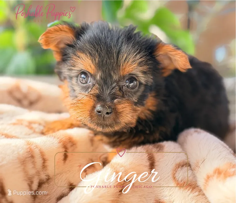 Ginger – Yorkshire Terrier puppy for sale in Addison, IL