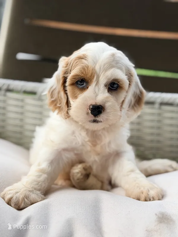 Frieda – Cavapoo puppy for sale in Addison, IL