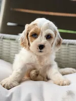Frieda, a female Cavapoo for sale in Addison, IL – 1 of 4