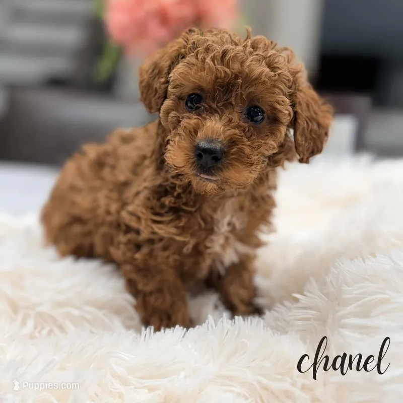 Chanel – Poodle - Miniature  puppy for sale in Addison, IL