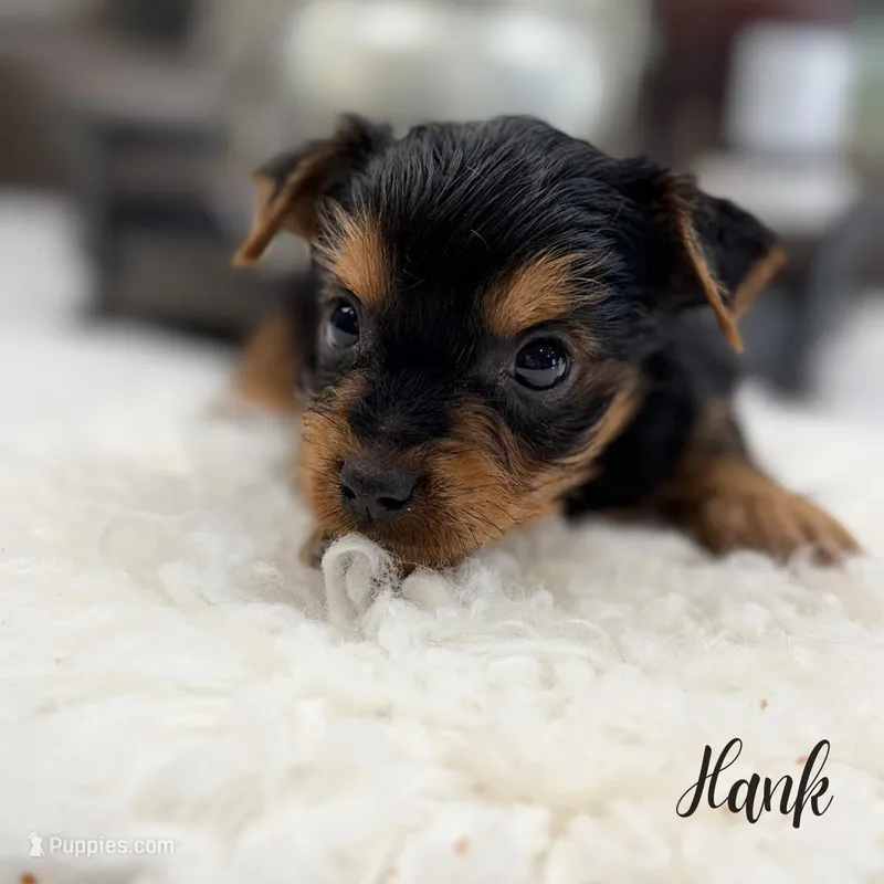 Hank – Yorkshire Terrier puppy for sale in Addison, IL