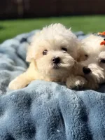 Casper, a male Maltese for sale in Addison, IL – 3 of 3