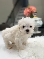 Maltese , a male Maltese for sale in Addison, IL – Photo 2 of 3