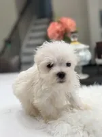 Maltese , a male Maltese for sale in Addison, IL – Photo 1 of 3