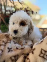 Sal, a male Poodle - Miniature  for sale in Addison, IL – 2 of 2