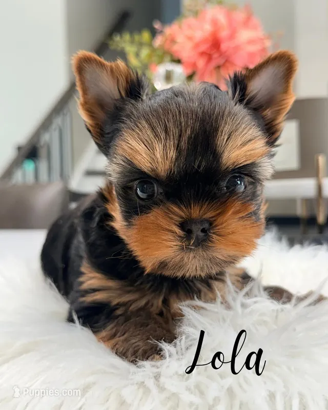 AKC Lola
