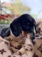 AKC Dora, a female Miniature Dachshund for sale in Addison, IL – 2 of 2