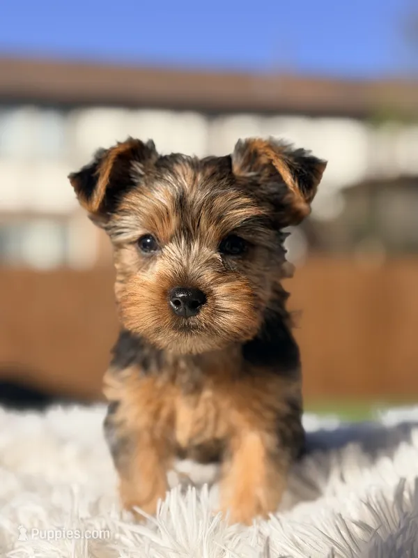 Elvira – Yorkshire Terrier puppy for sale in Addison, IL