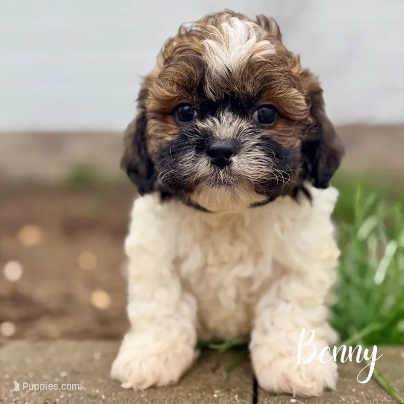 Benny – Shihpoo puppy for sale in Addison, IL