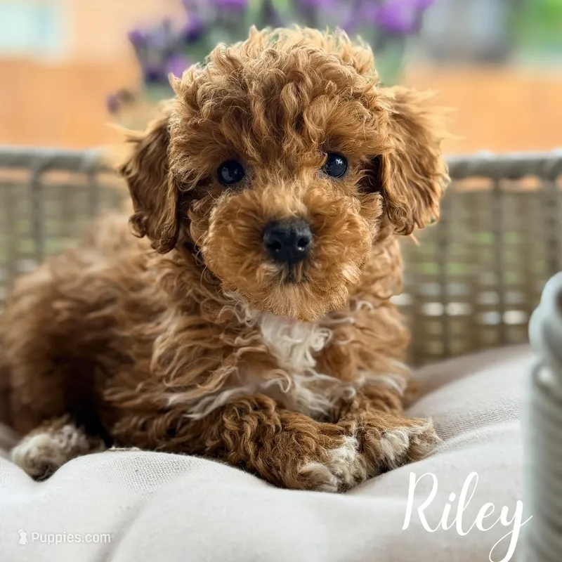 Riley, a male Poodle - Miniature  for sale in Addison, IL – 1 of 1