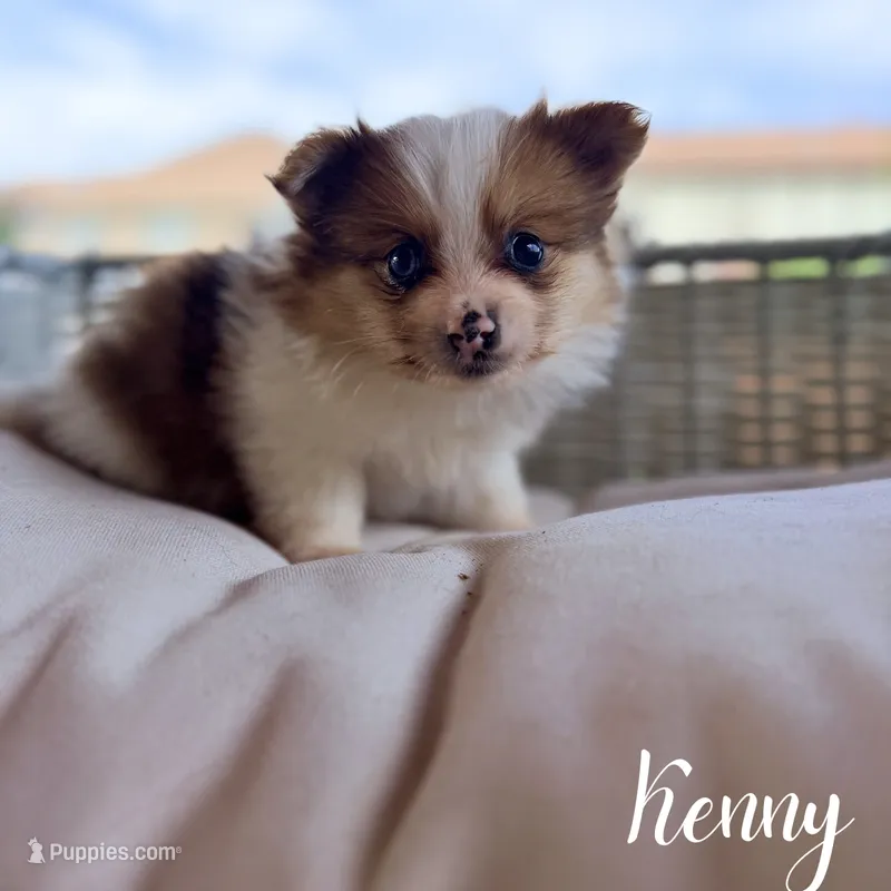 Kenny – Pomeranian, Yorkshire Terrier puppy for sale in Addison, IL