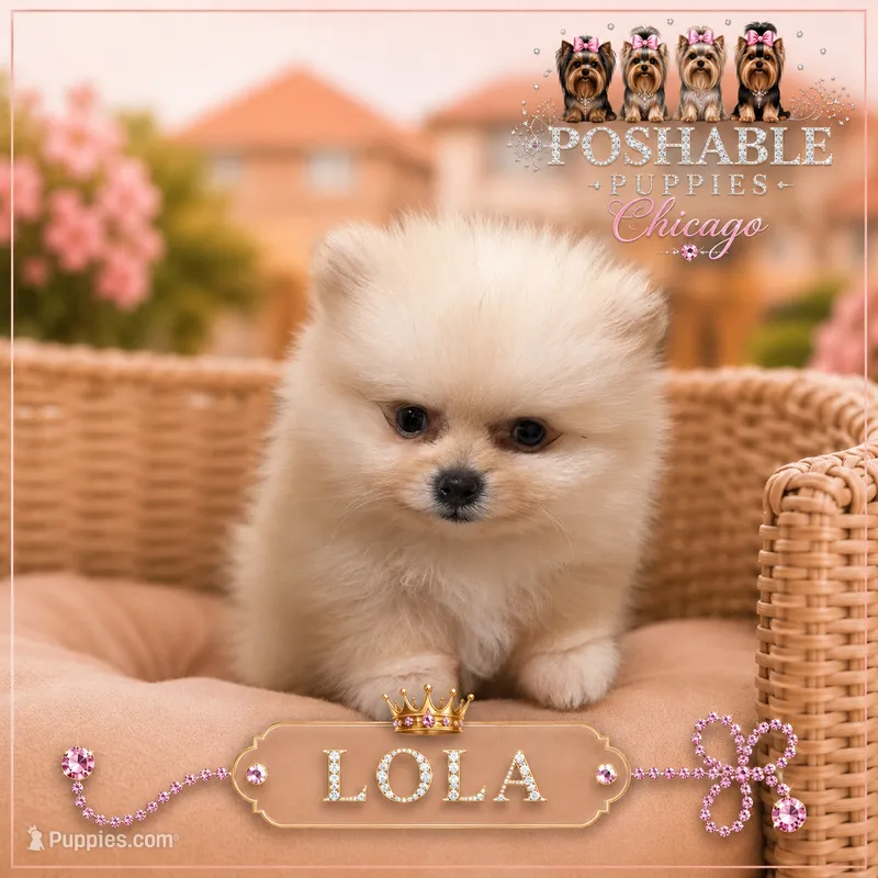 Babydoll Pomeranian  – Pomeranian puppy for sale in Addison, IL