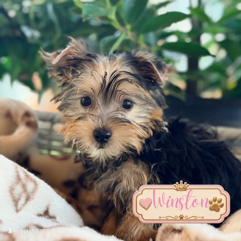 Winston – Yorkshire Terrier puppy for sale in Addison, IL