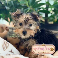Winston, a male Yorkshire Terrier for sale in Addison, IL – 1 of 1