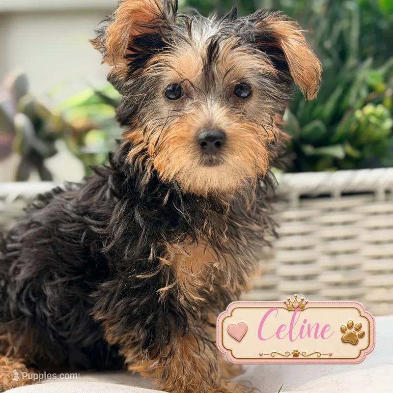 Celine – Yorkshire Terrier puppy for sale in Addison, IL