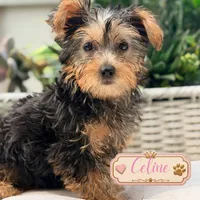 Celine, a female Yorkshire Terrier for sale in Addison, IL – 1 of 1