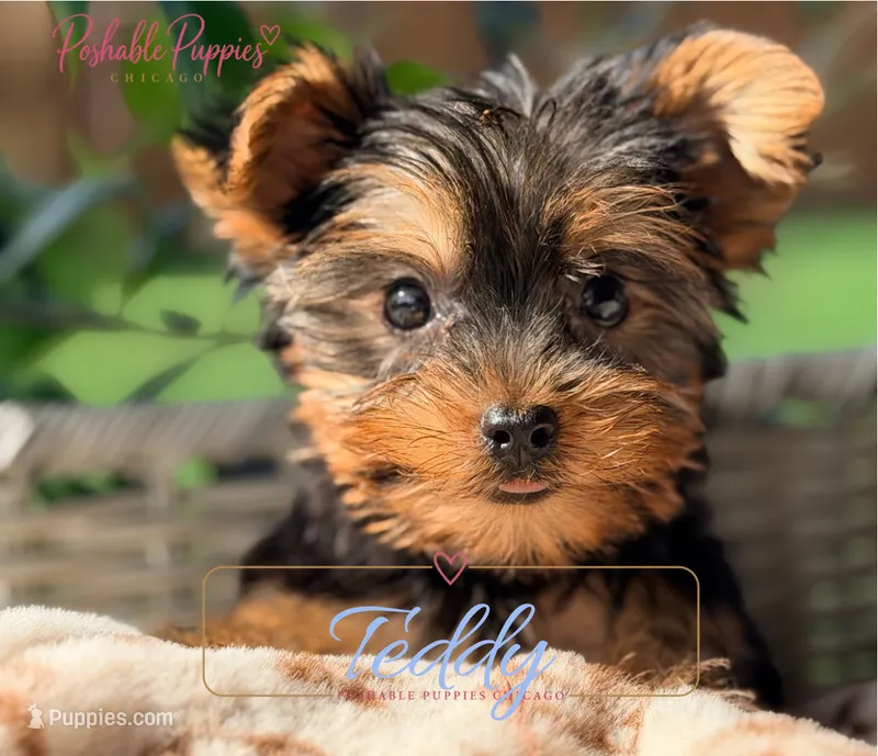 Teddy  – Yorkshire Terrier puppy for sale in Addison, IL