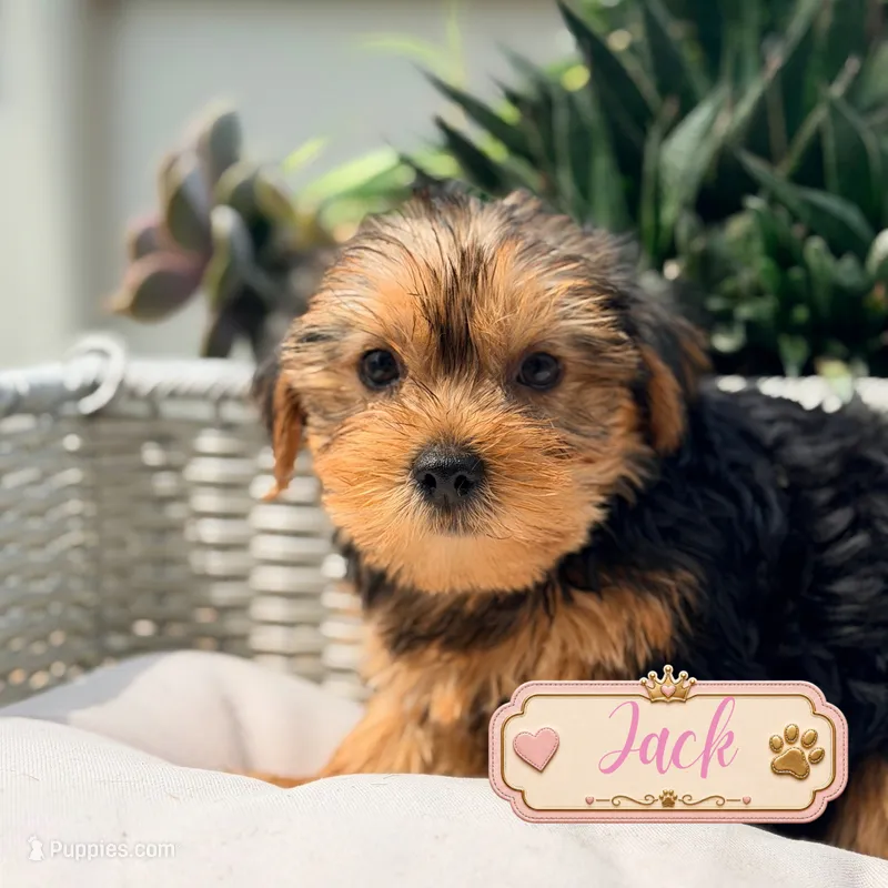 Jack, a male Yorkshire Terrier for sale in Addison, IL – 1 of 1
