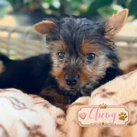 Chewy, a male Yorkshire Terrier for sale in Addison, IL – 1 of 1