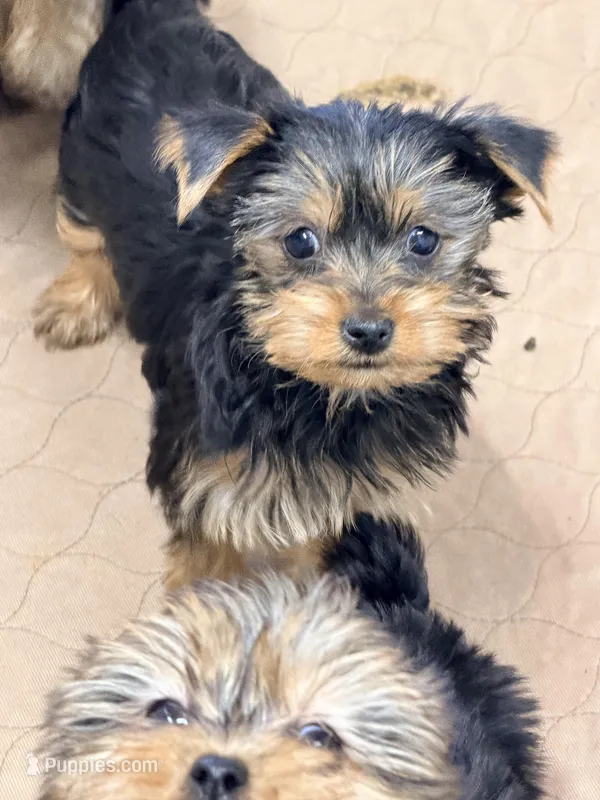 Star – Yorkshire Terrier puppy for sale in Addison, IL