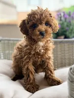 Charlie, a male Poodle - Miniature  for sale in Addison, IL – 1 of 2