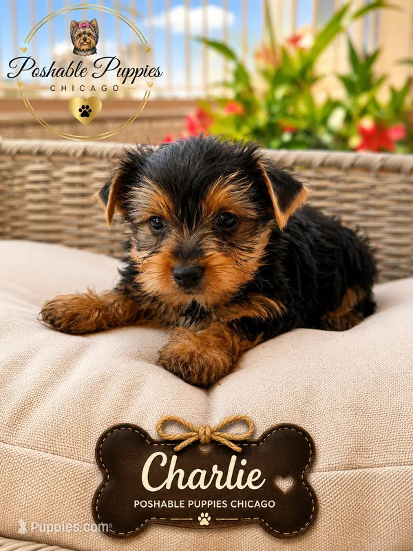Charlie – Yorkshire Terrier puppy for sale in Addison, IL