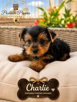Charlie, a male Yorkshire Terrier for sale in Addison, IL – 1 of 1