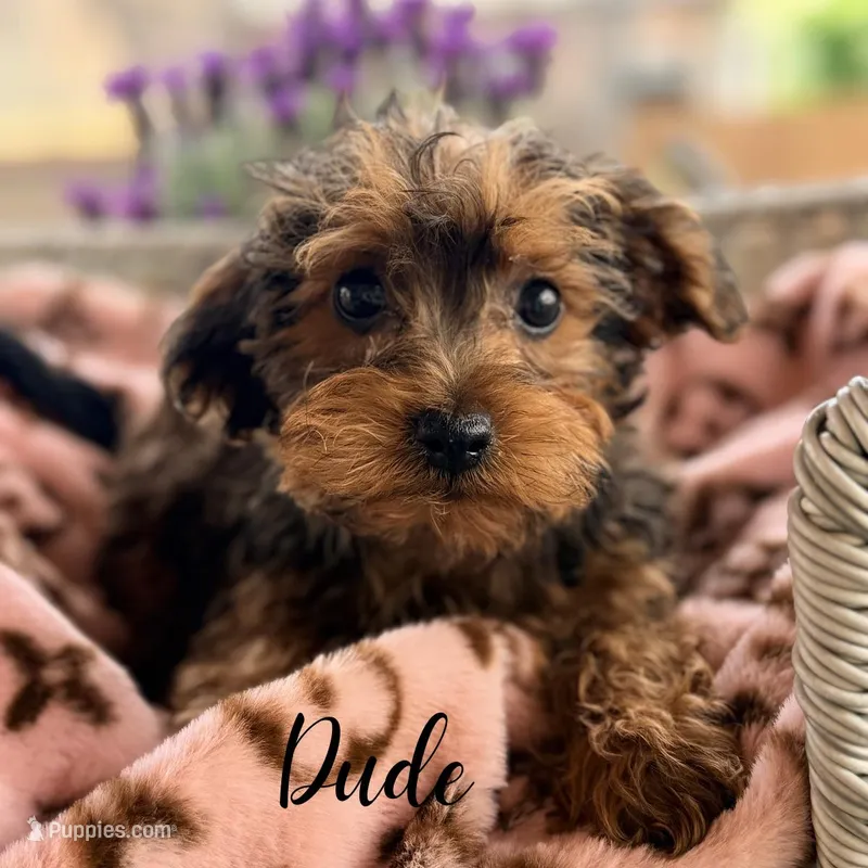 Dude – Yorkipoo puppy for sale in Addison, IL