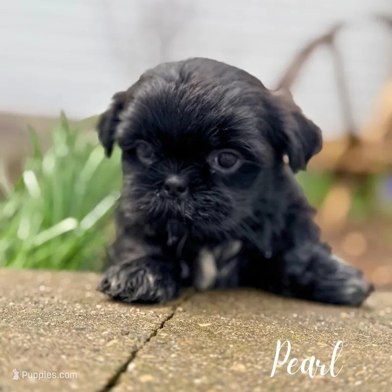 Pearl – Shorkie puppy for sale in Addison, IL