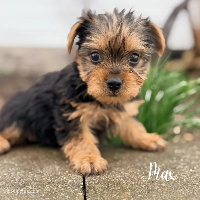 Max – Yorkshire Terrier puppy for sale in Addison, IL