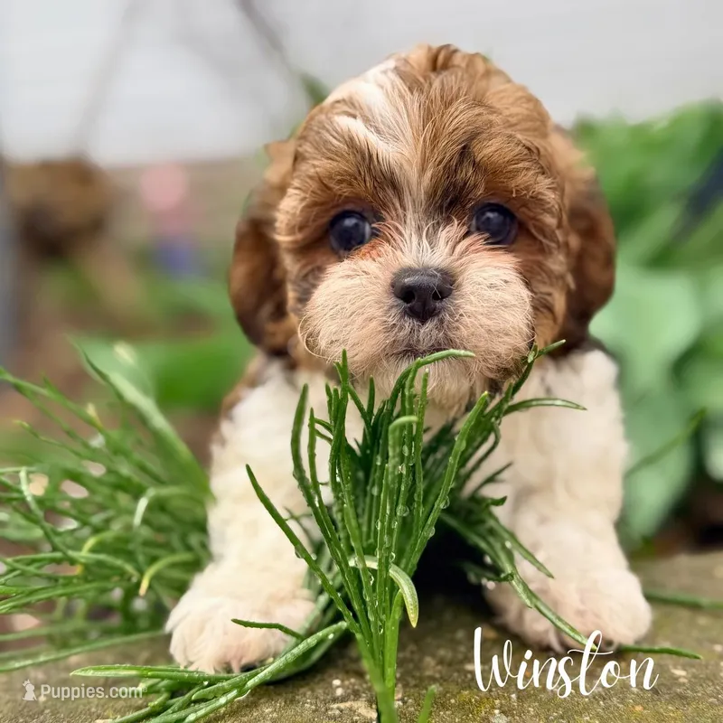 Winston – Shihpoo puppy for sale in Addison, IL