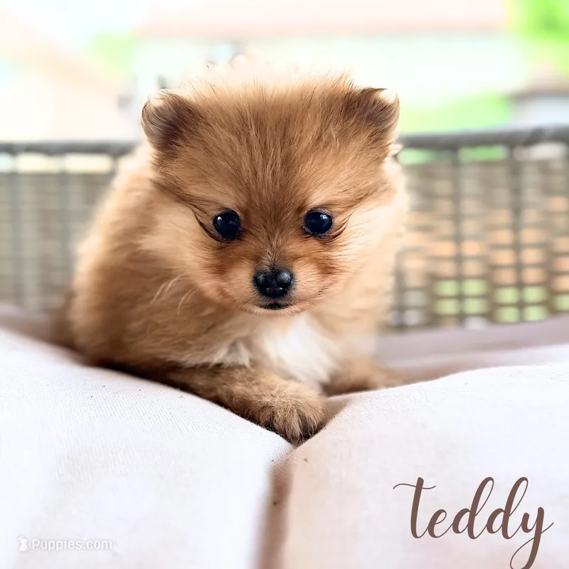 Teddy – Pomeranian puppy for sale in Addison, IL