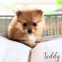 Teddy, a male Pomeranian for sale in Addison, IL – 1 of 1