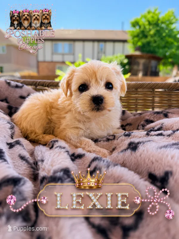 Lexie – Morkie puppy for sale in Addison, IL