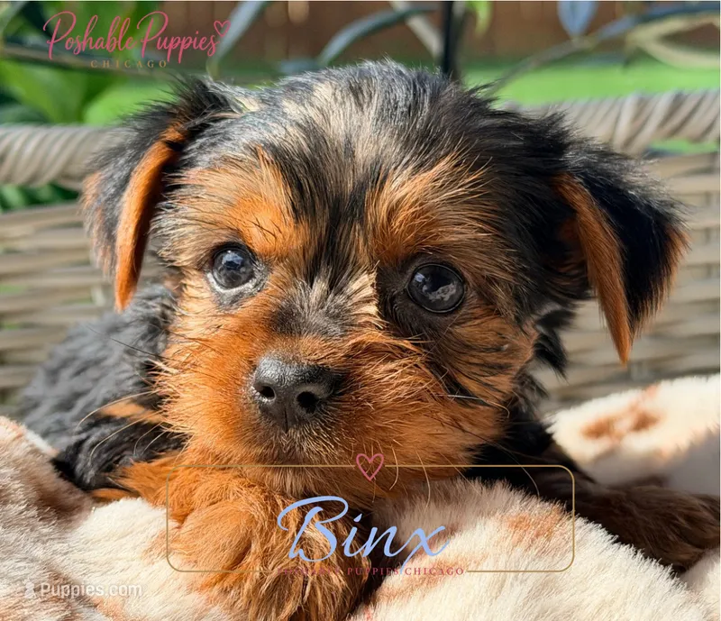 Binx – Yorkshire Terrier puppy for sale in Addison, IL